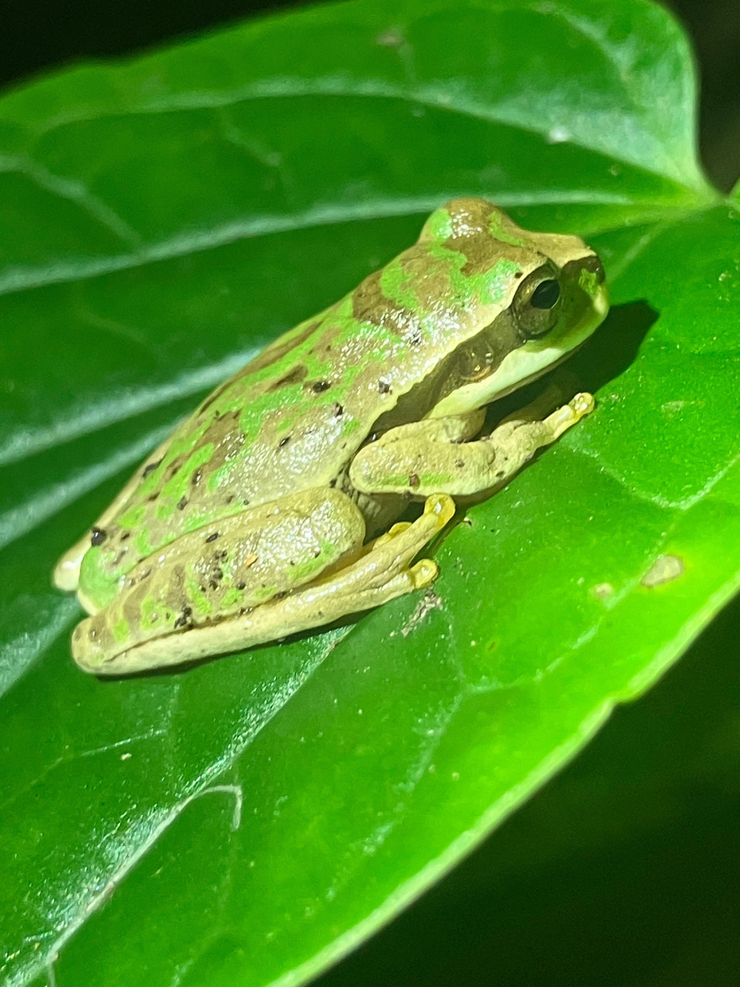 Backpacking Panama Budget Per Day: How Much Does It Really Cost?