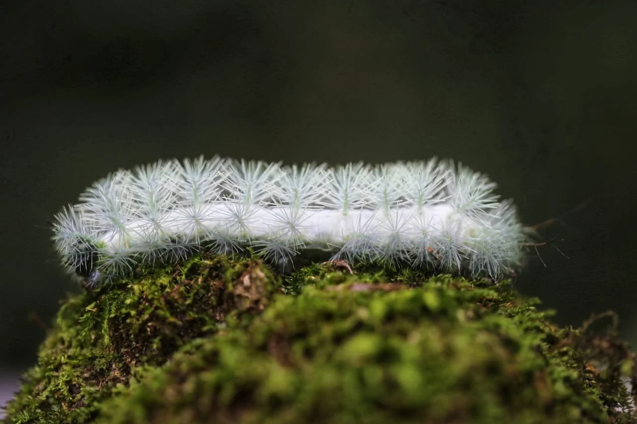 From Boquete to Your Cup: The Ultimate Panama Coffee Guide