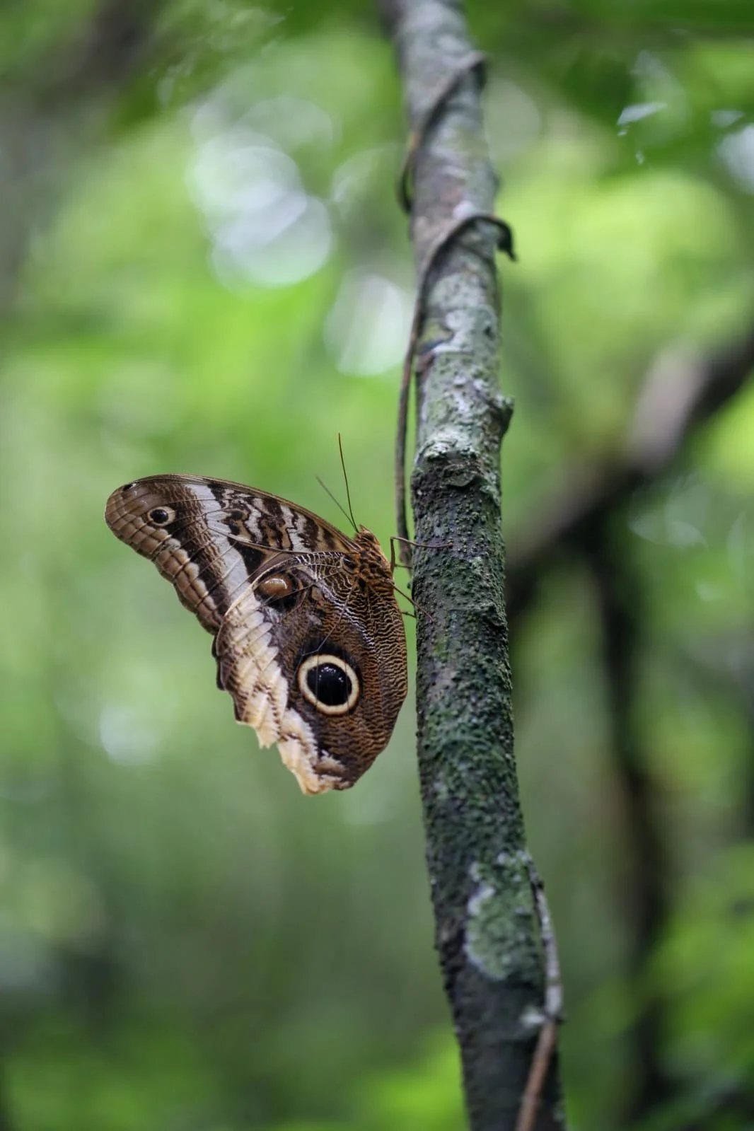 De Boquete à Bocas del Toro : l’itinéraire le plus facile du Panama… et l’arrêt qui change tout sans que tu t’en rendes compte