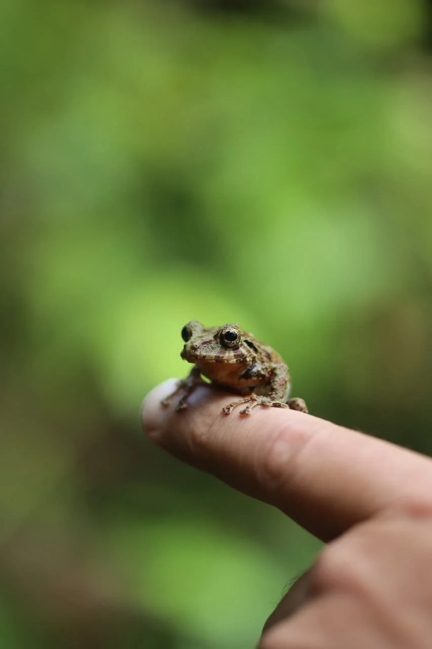 Les serpents au Panama : Le guide ultime pour l’identification, les habitats, la sécurité et la compréhension en voyage