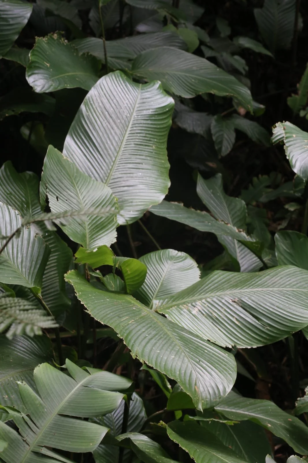 Panama Fashion Week : Là où l’énergie tropicale rencontre le style mondial