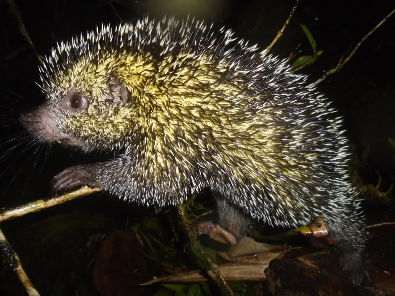 Do You Need Spanish to Travel in Panama? The Real Story for Backpackers and Travelers