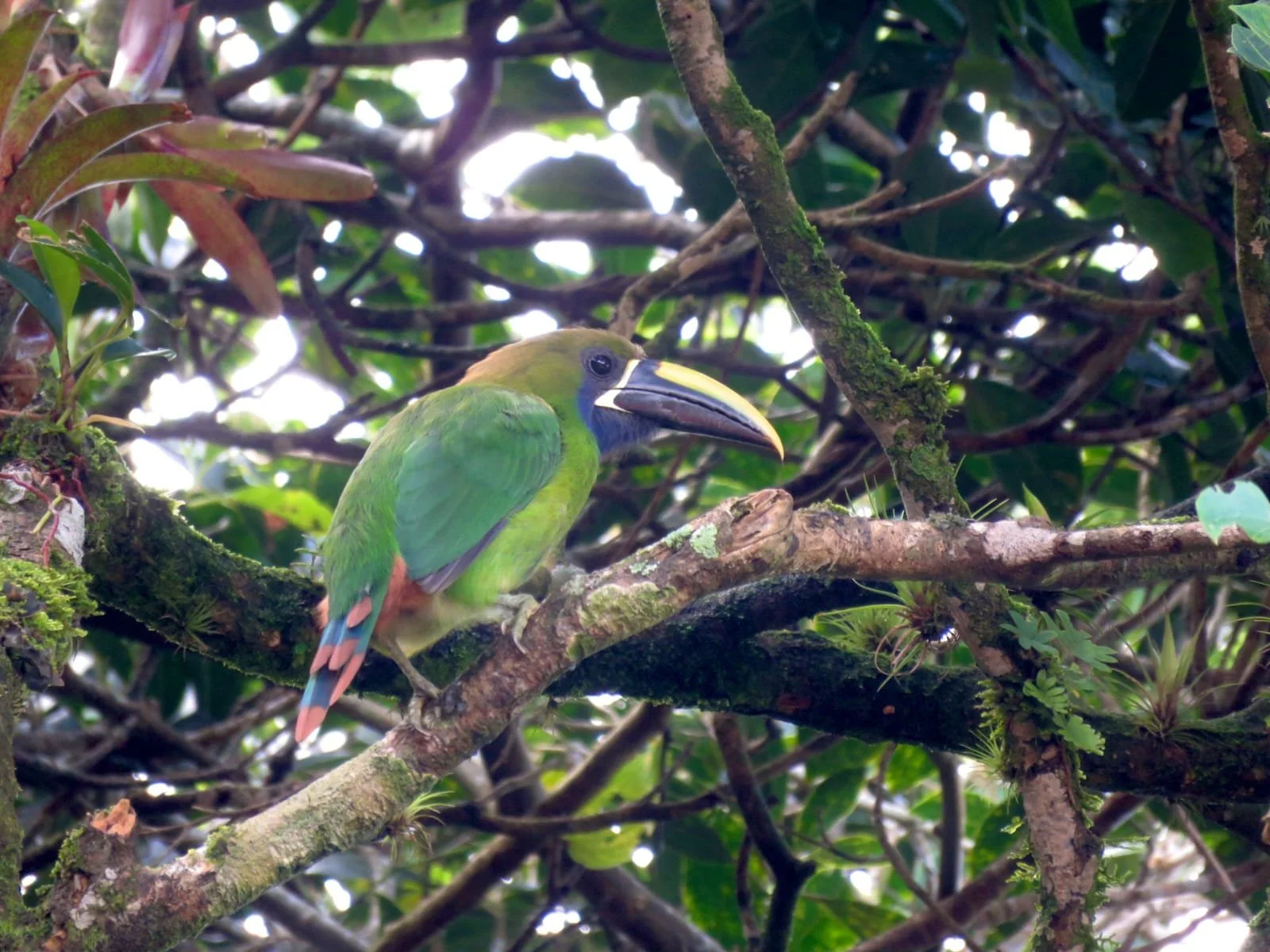 The Magnificent Quetzal in Panama: A Complete Guide to One of the World’s Most Stunning Birds
