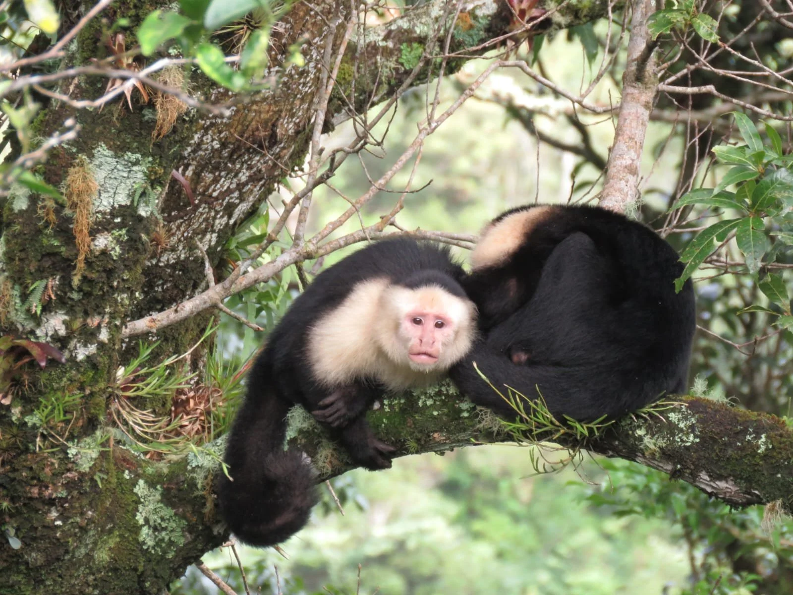 The Tiny Treasures of the Jungle: The Smallest Monkeys in Panama