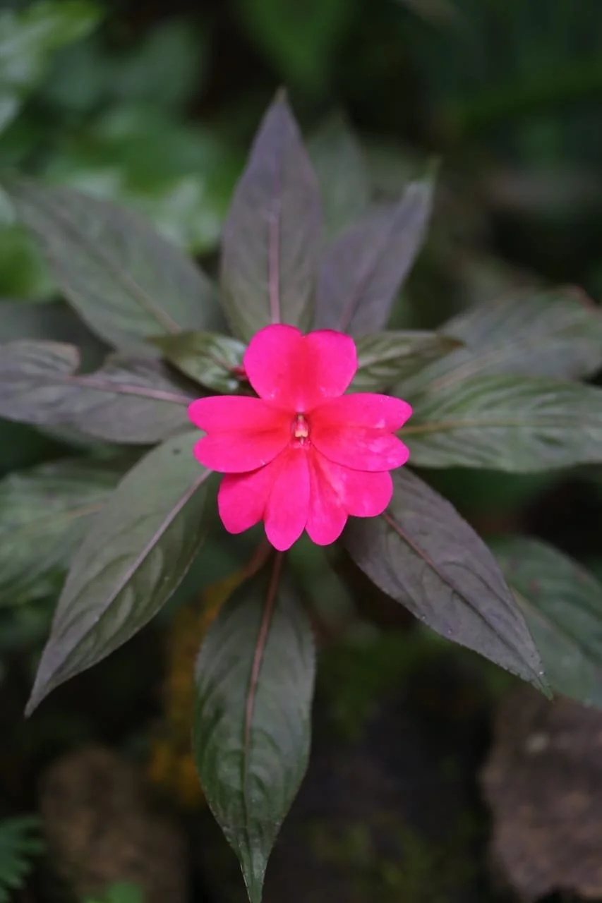 Ghosts of the Jungle: The Secret Lives of Panama’s Small Wild Cats