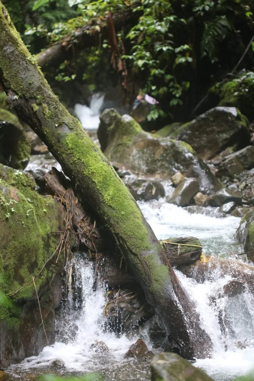 Kings of the Sky: The Complete and Untamed World of Panama’s Birds of Prey
