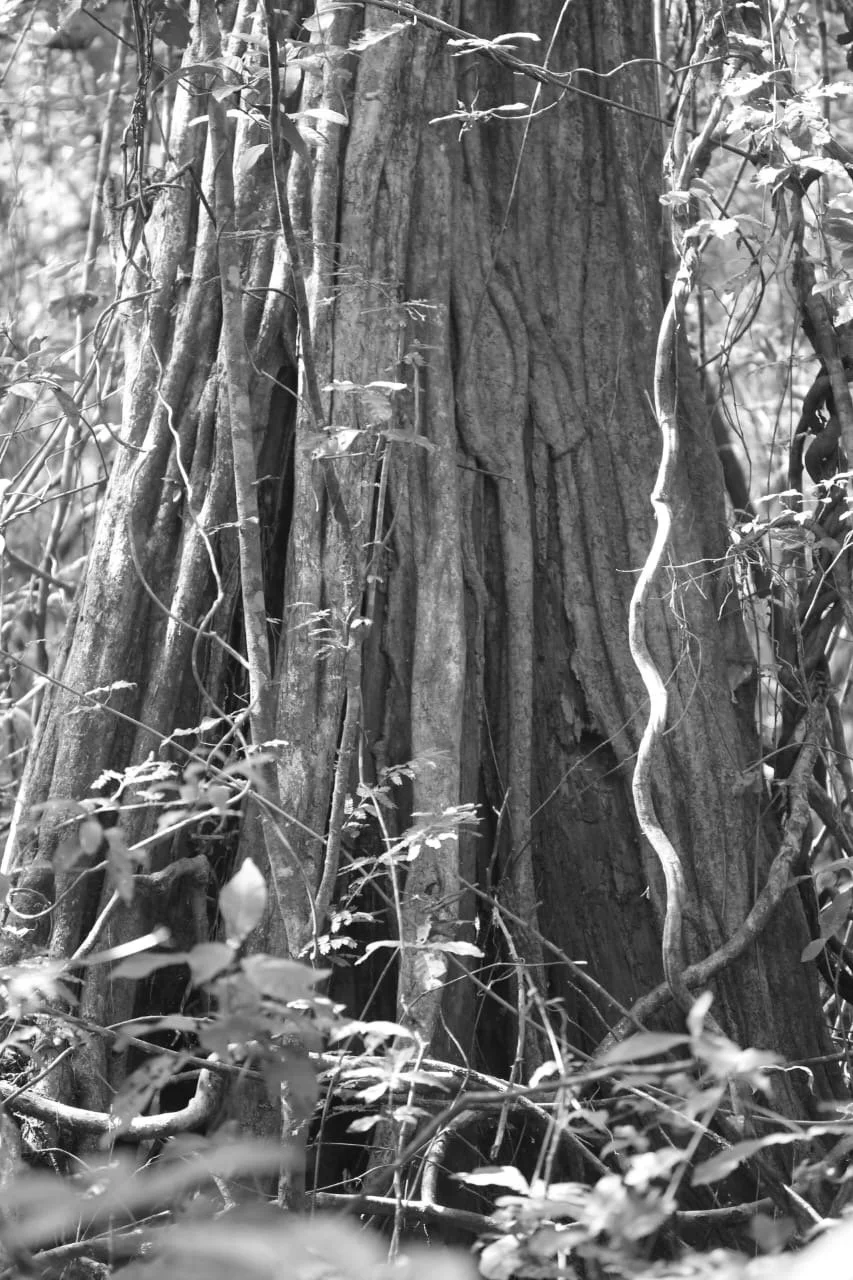 The Ultimate Guide to Travel Safety in Panama