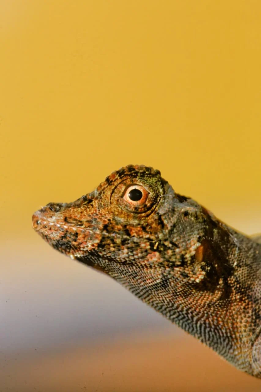 Volcán Barú: The Honest Truth About Panama’s Toughest Hike