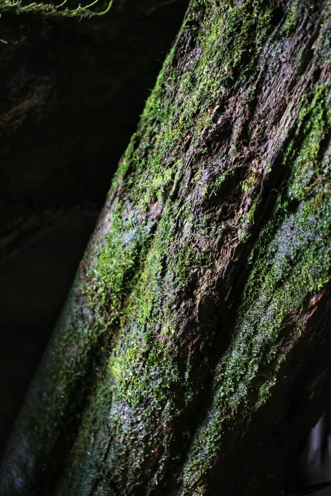 Kerst in Panama: Een Onverwachte Tropische Ervaring voor Backpackers