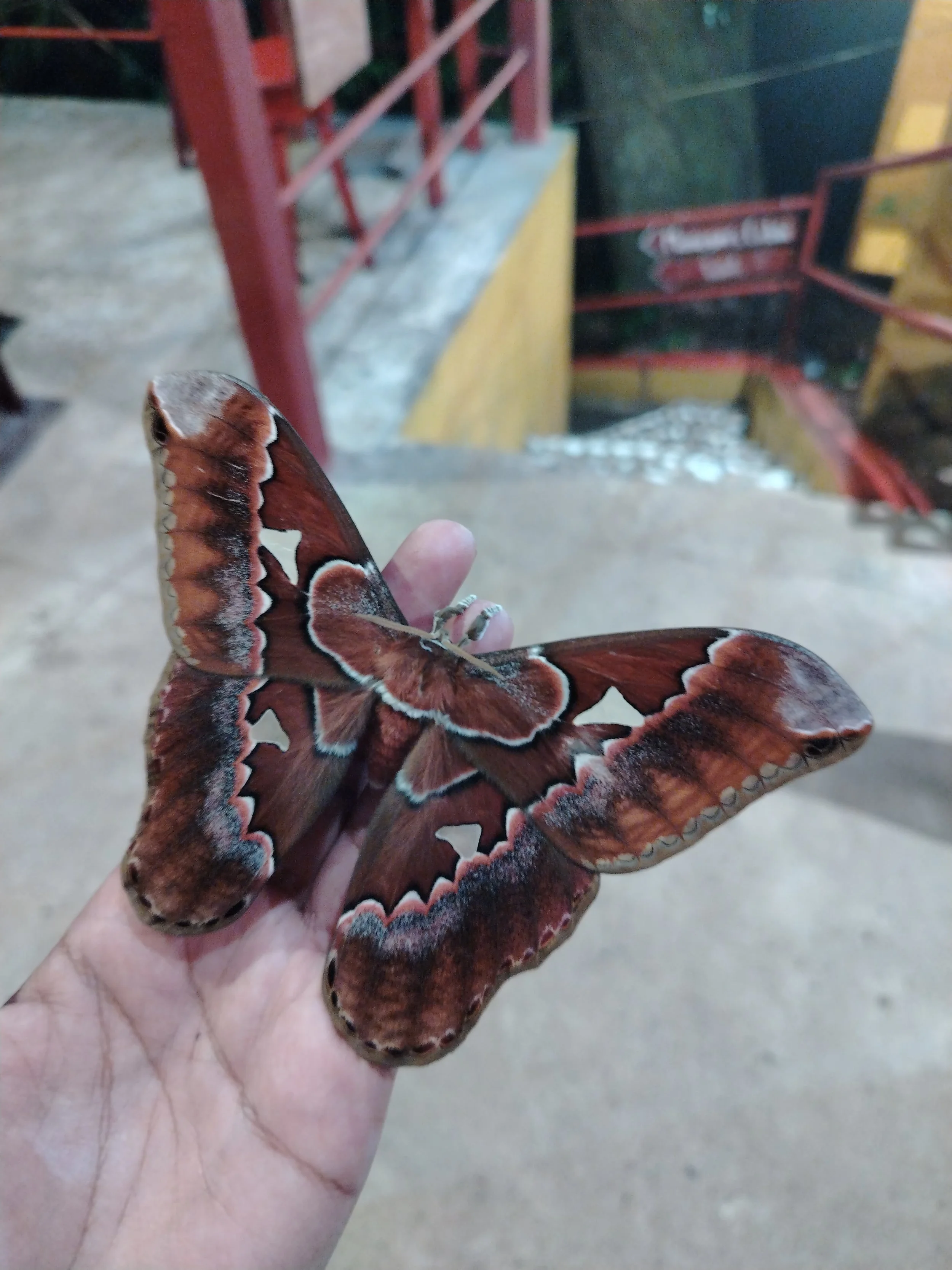 🚌 De Ultieme Walkthrough Gids voor Albrook Busstation: Het Meesteren van de Chaos in Panama’s Transporthub