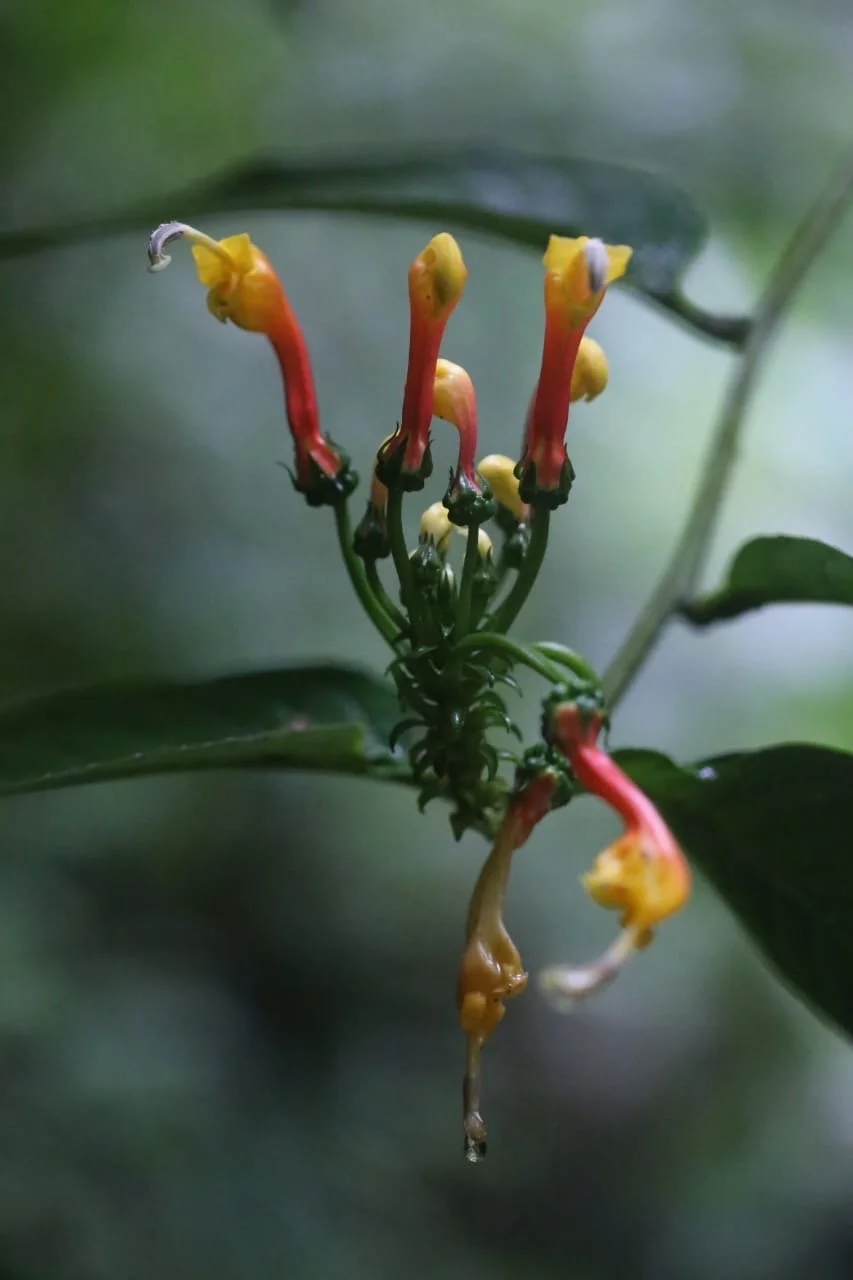 Walk In, Get Fixed, Walk Out: The Real Guide to Using Clinics in Panama (City vs. Interior)