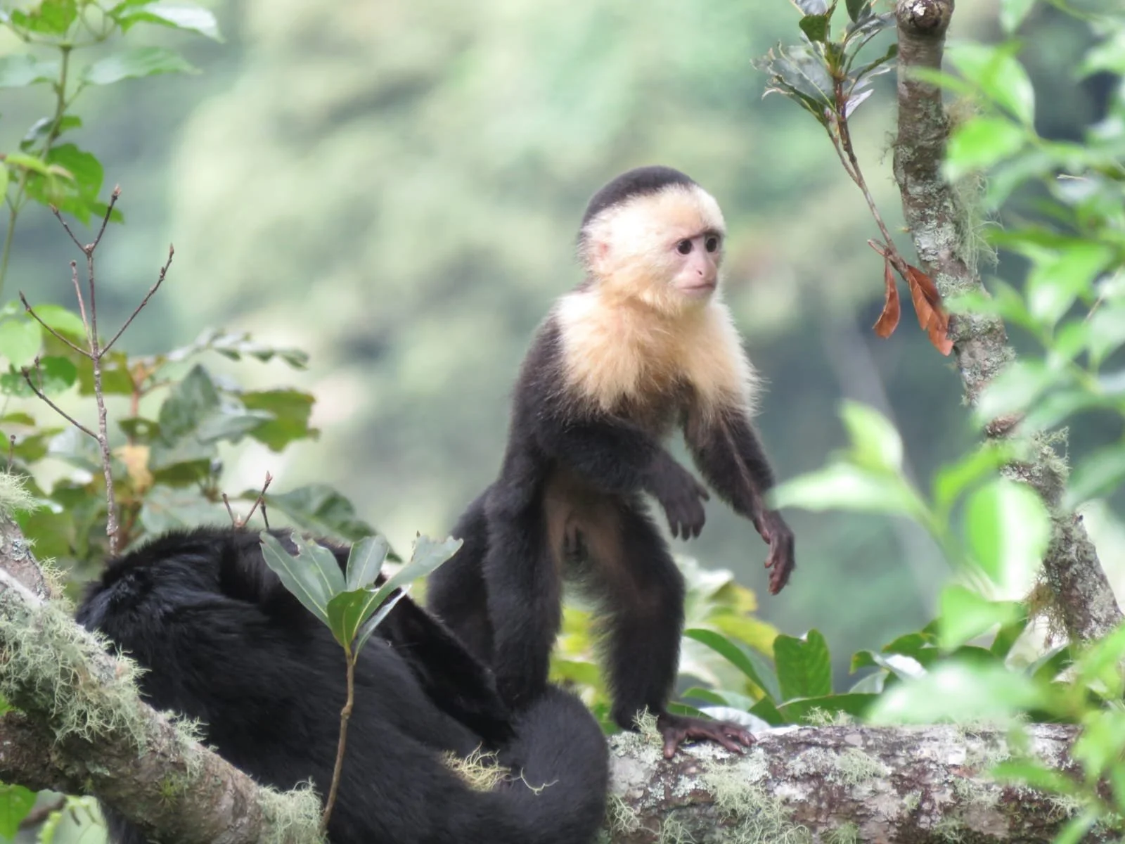 Alleine reisen vs. mit einem Freund in Panama: Die ehrliche, ungefilterte Backpacker-Realität