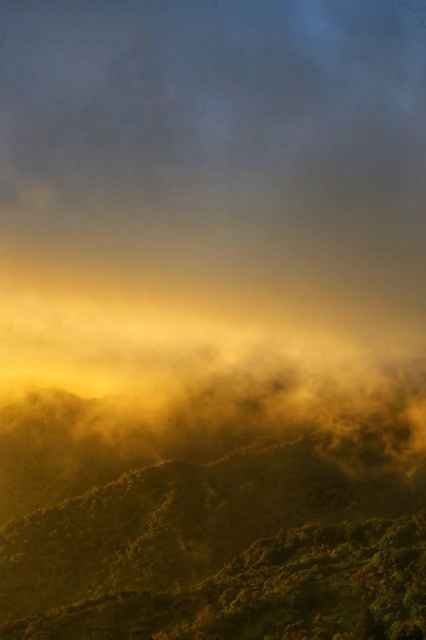 🌿 Jungle Bowls &amp; Island Bites: The Secret Life of Vegan Food in Panama