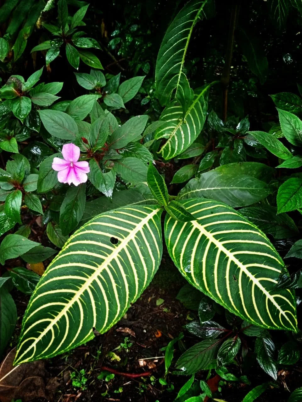 The Price of Paradise: Park Fees in Panama and What You Actually Pay to Explore It