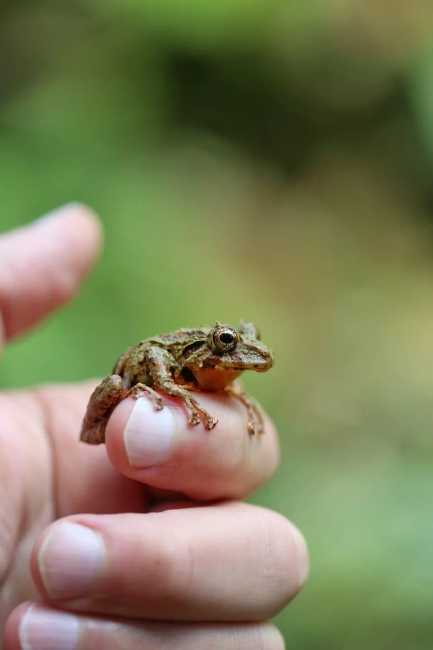 Welcome, But Not Watching You: The Subtle Truth About How Panamanians See Tourists