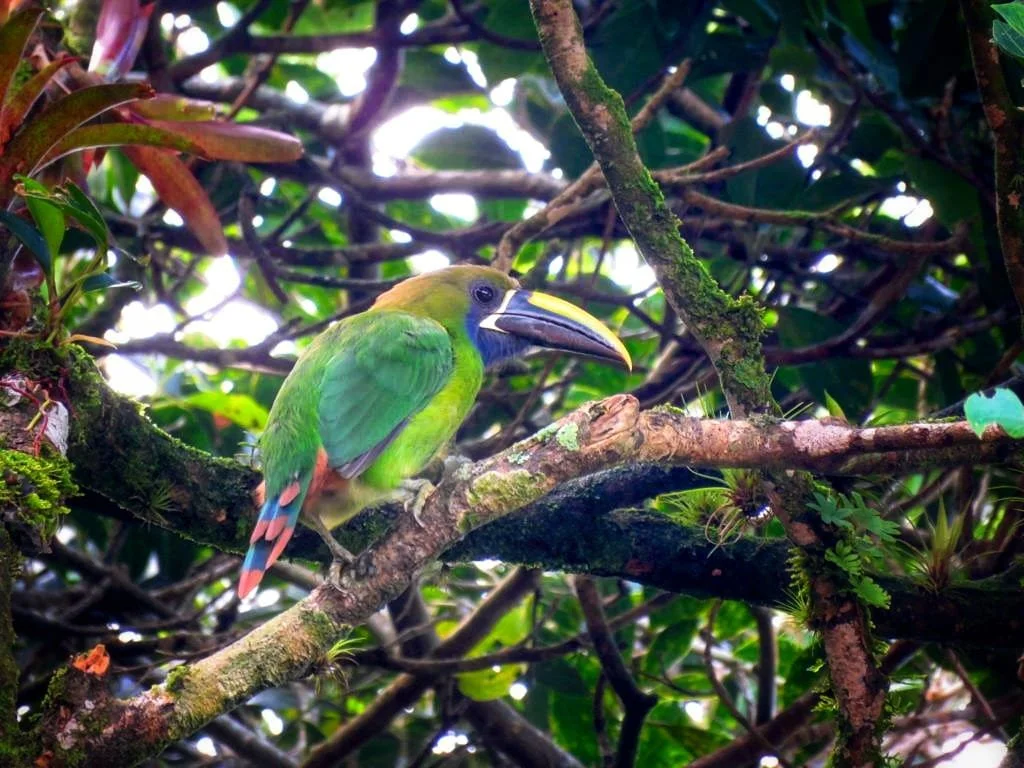 Into the Wild: The Ultimate Guide to Hiking Trails in Panama (And How to Explore Them Safely)