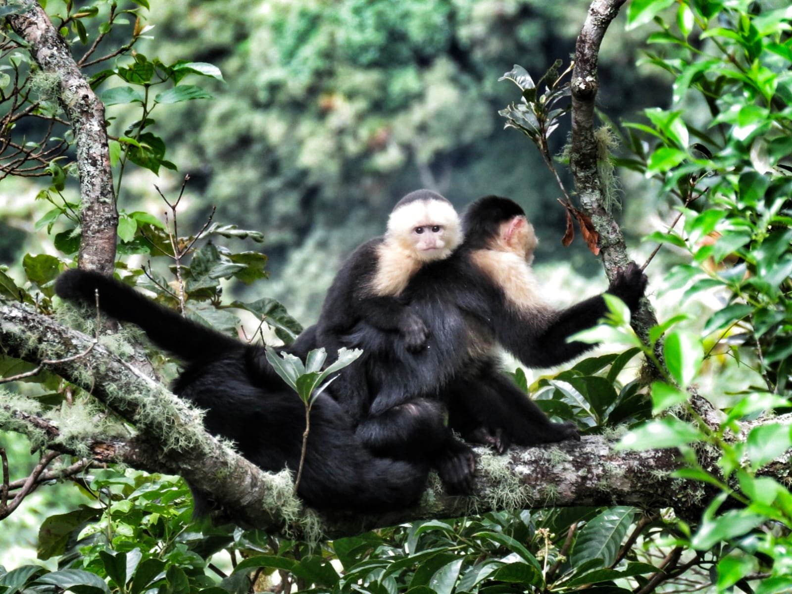 Deals or Disasters: The Ultimate Insider Guide to Buying a Car in Panama (Extended Edition)