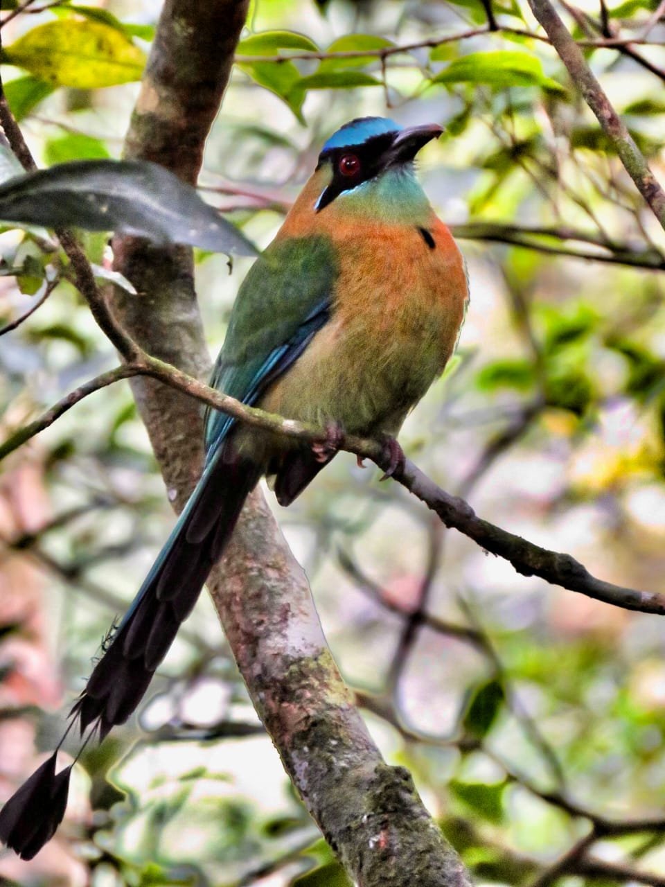 Beauty with Venom: The Lionfish Invasion of Panama’s Caribbean
