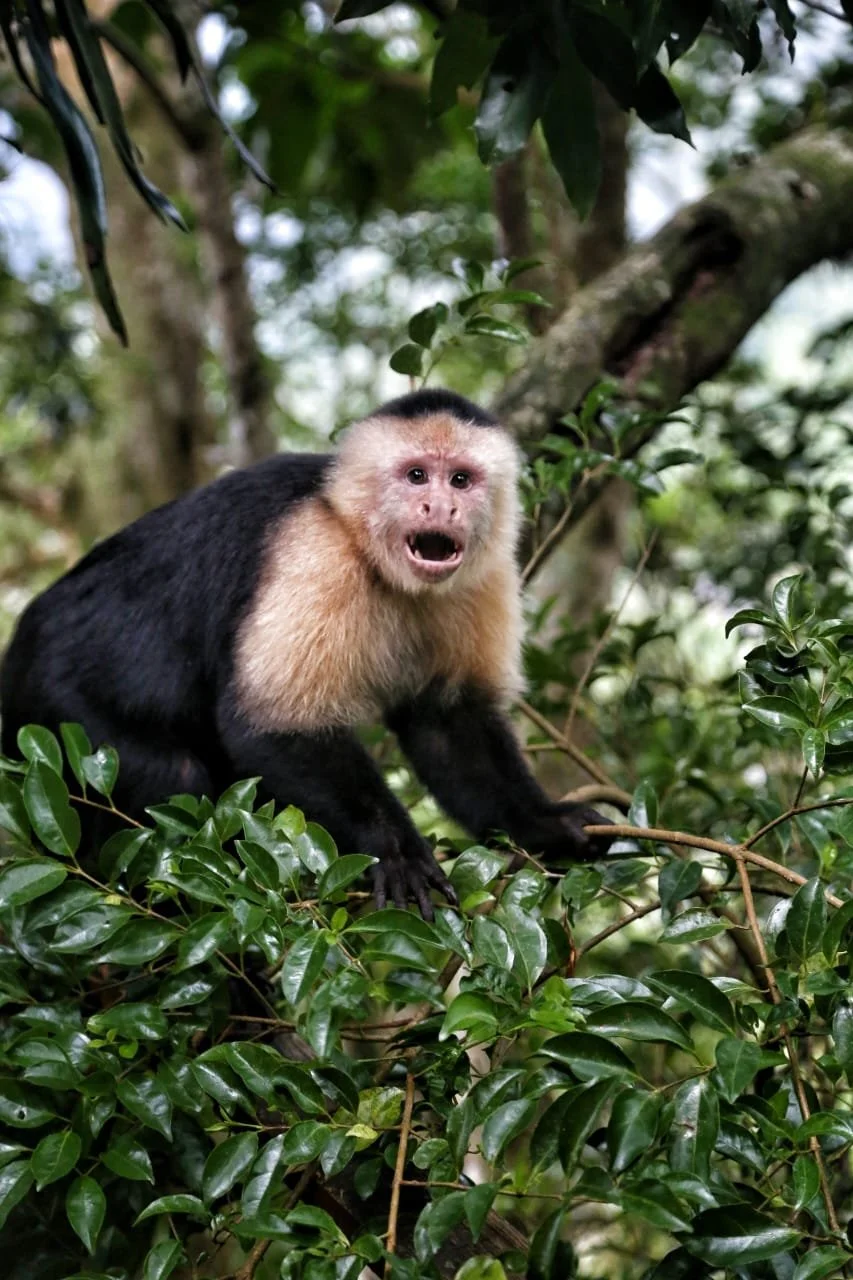 Refreshing Flavors, Fruits in Panama Used for Natural Drinks