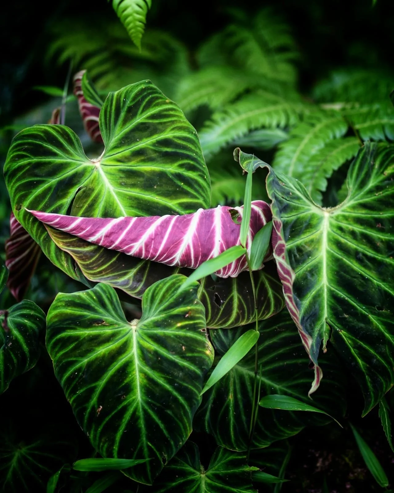 Sharp in the Tropics, Understanding Appearance and Style in Panama