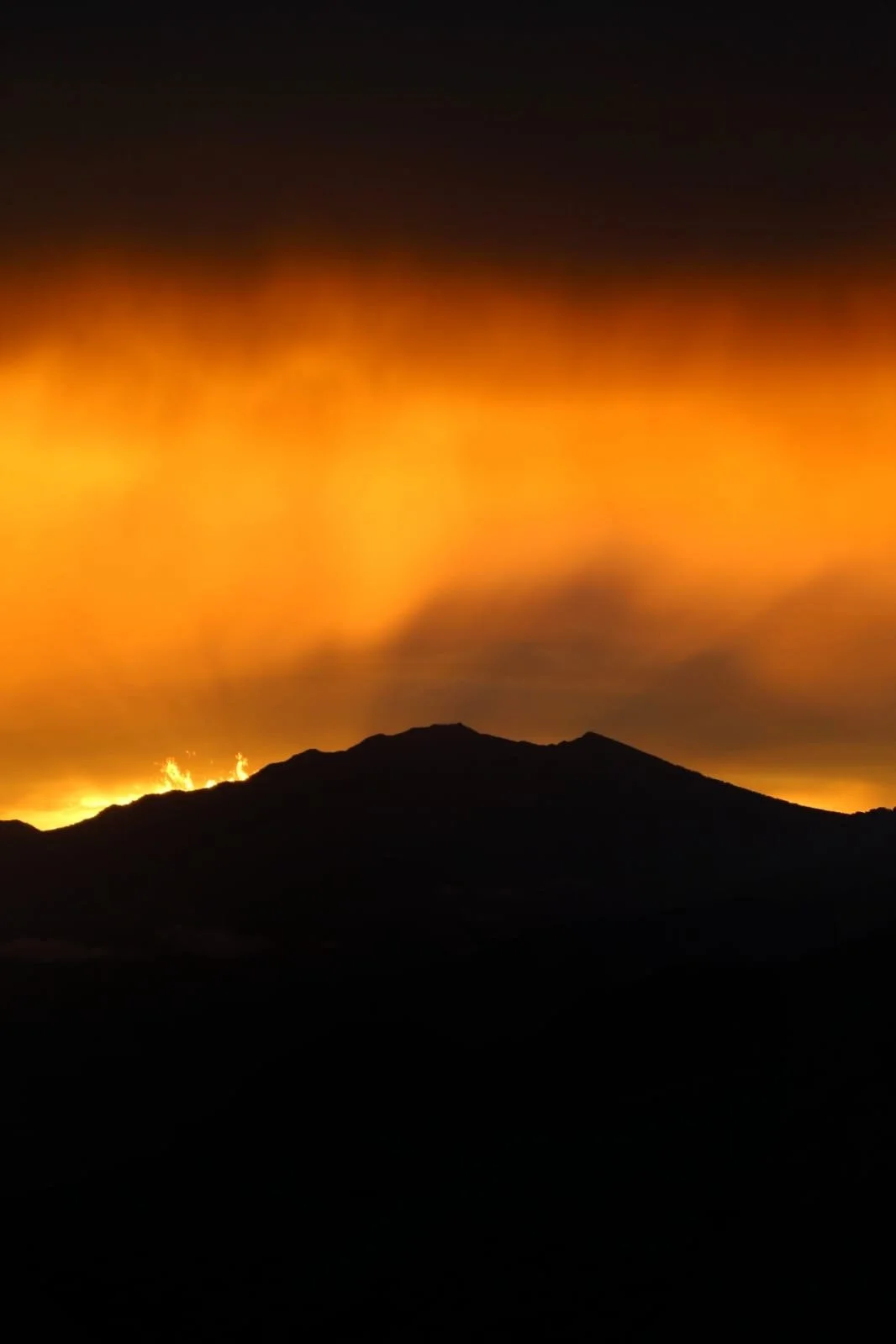 Jungle Botanicals and Urban Spirits: The Rise of Gin in Panama