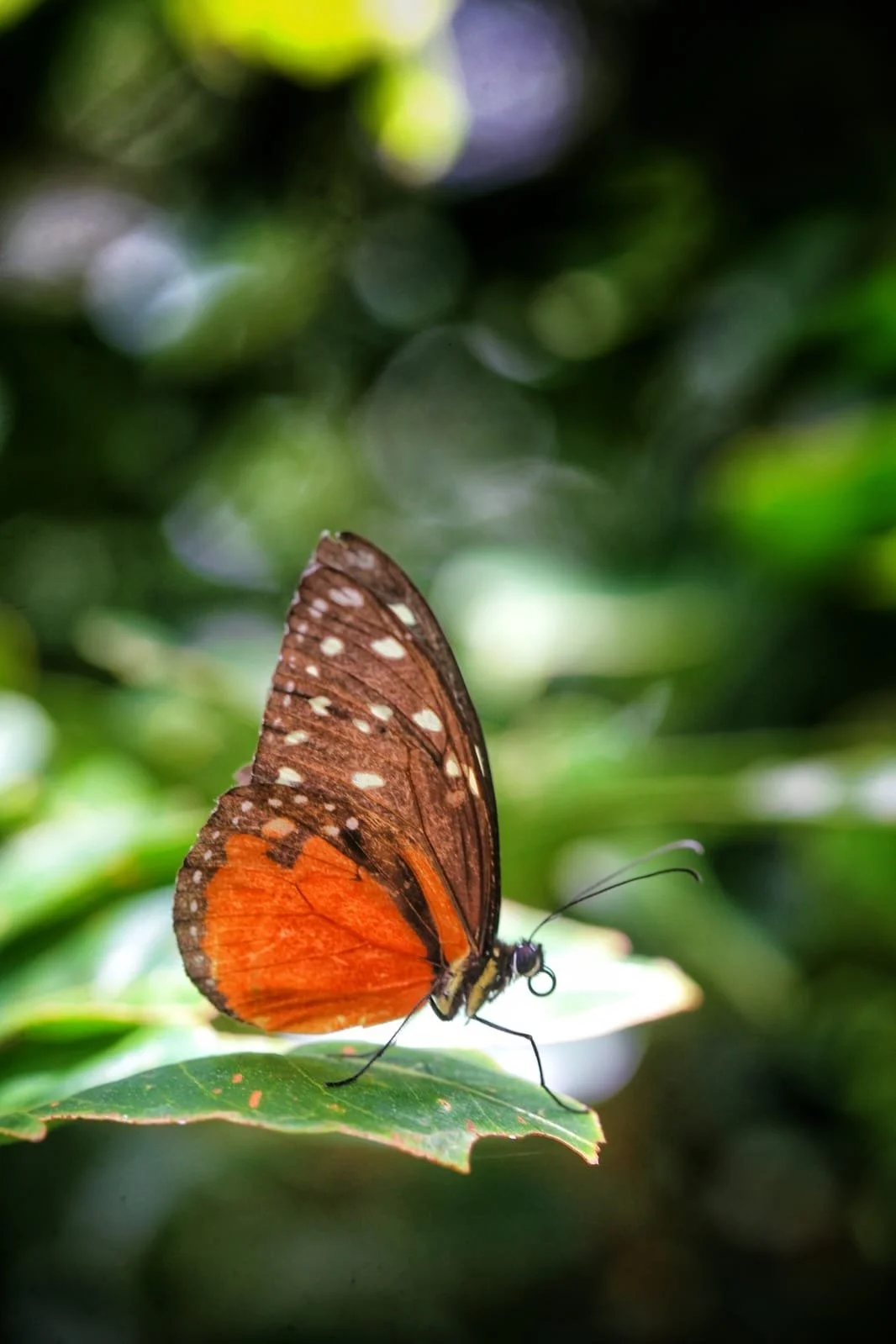 Panama’s Secret Jungle: The Wildest Creatures You Never Knew Existed
