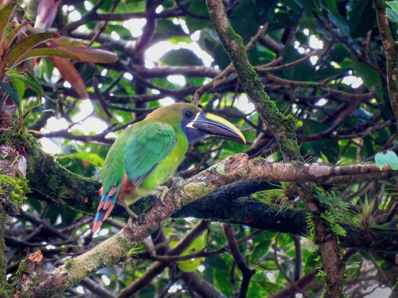 Rainbow Beaks of the Jungle, Discovering Every Kind of Toucan in Panama and Where to Find Them