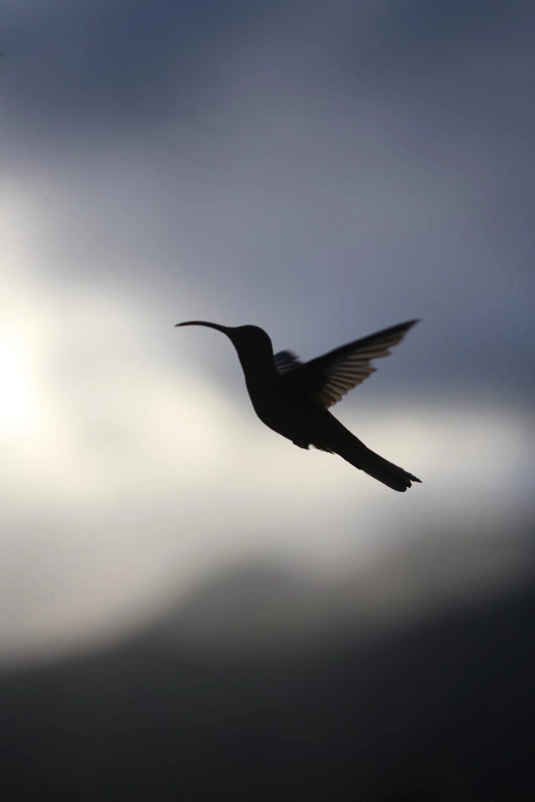 Golden Aromas and Gentle Fire, The Soul of Panamanian Flavor