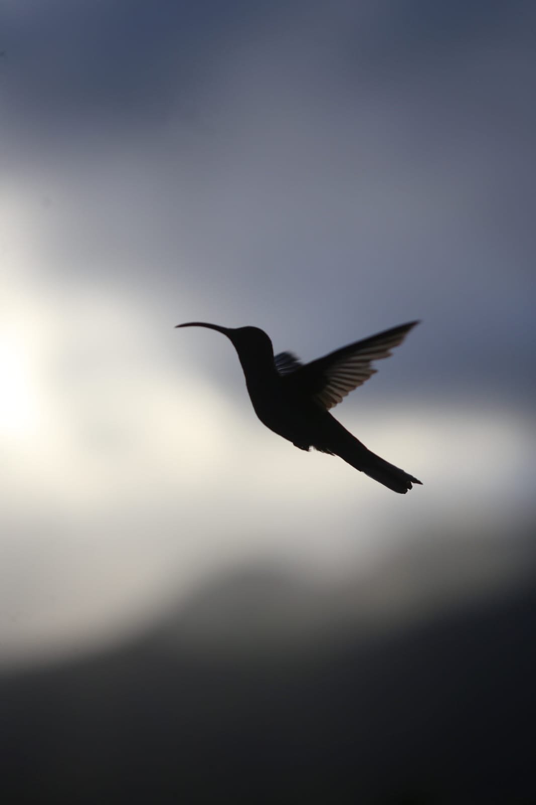 What’s That Poo, The Ultimate Deep Jungle Field Guide to Animal Droppings in Panama