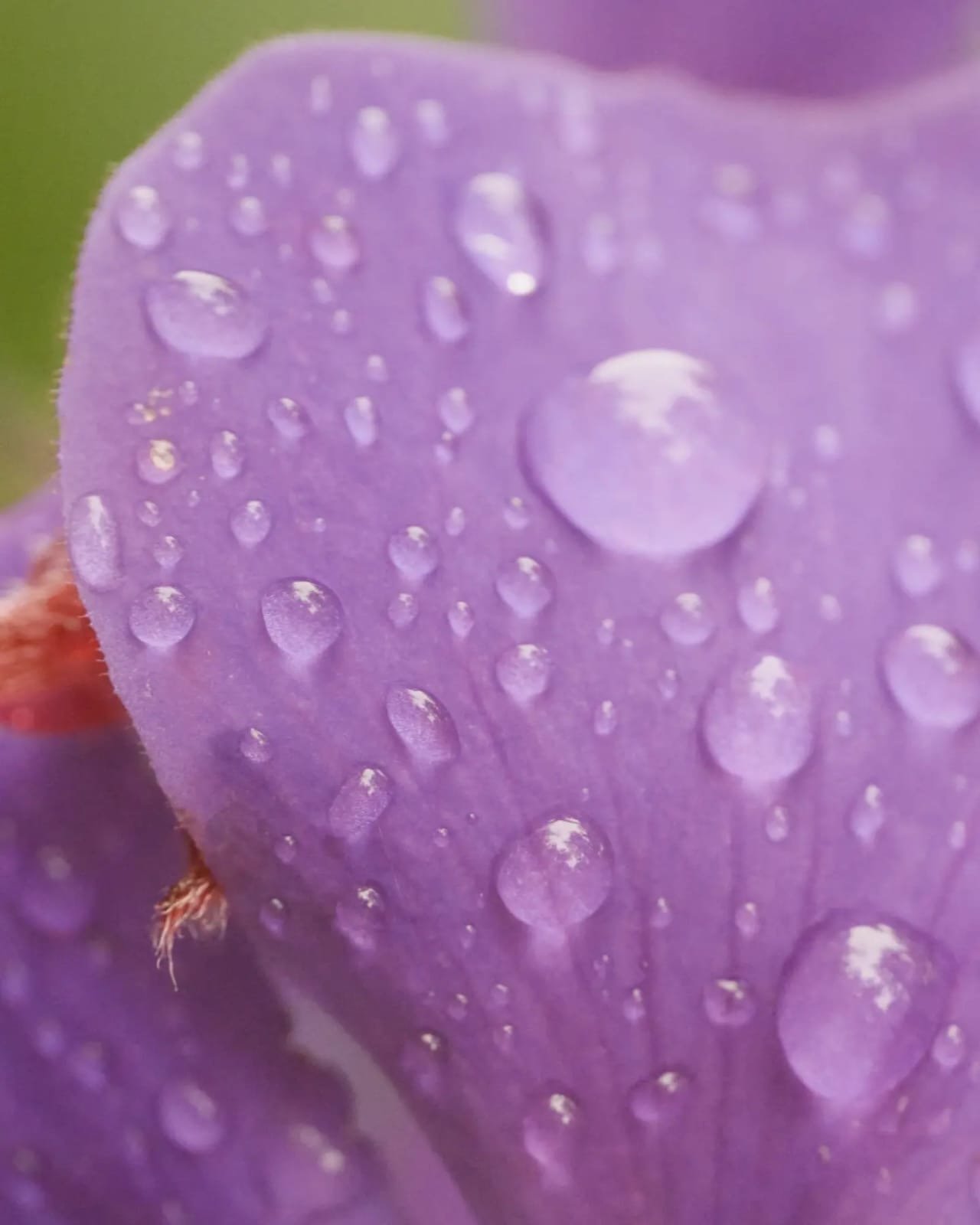 Boquete Tree Trek Panama, The Ultimate Guide to the Best Zipline in Panama