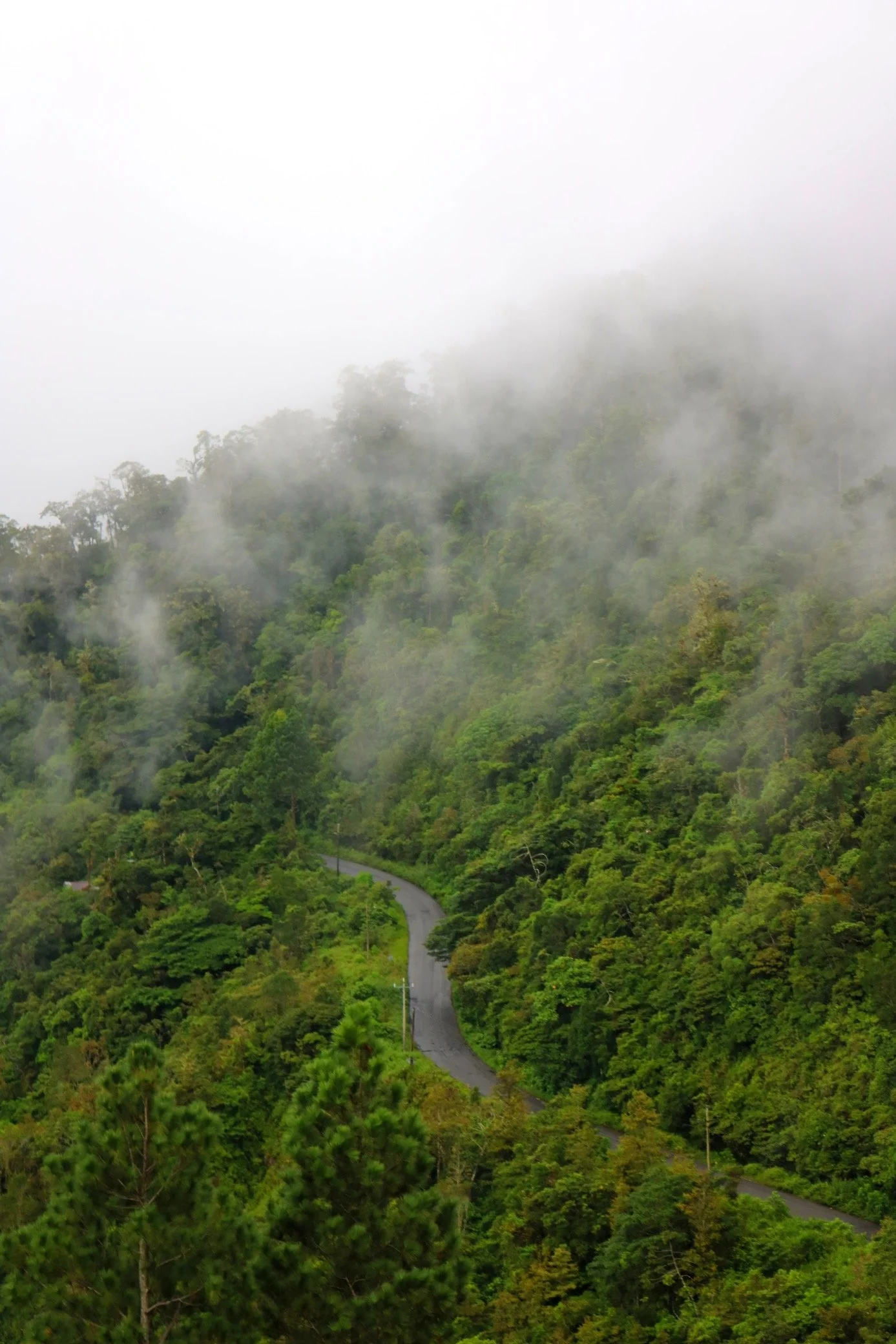 Wild Cats of Panama: The Ultimate Scientific and Naturalist’s Guide to the Hidden Predators of the Isthmus