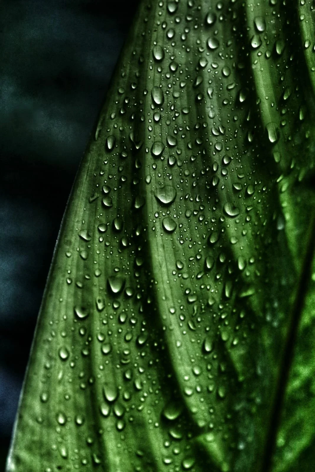 Why You Should Think Twice Before Ordering Lobster in Panama