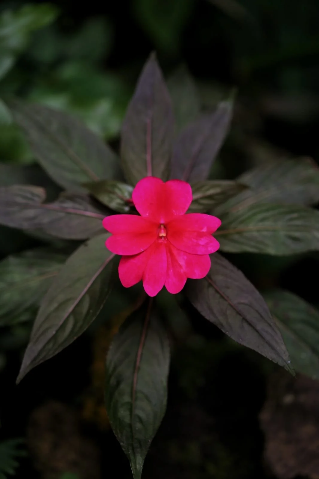 The Bird That Wears the Rainforest: Umbrellabirds of Panama and the Sound of Living Darkness