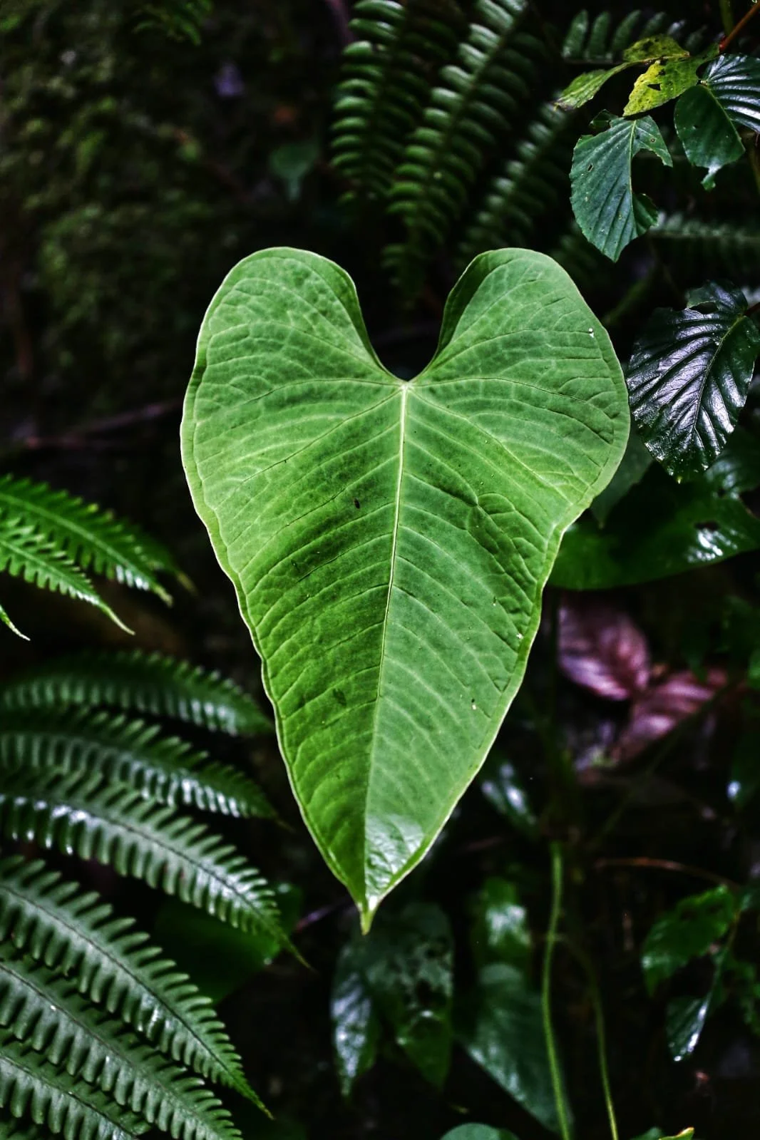 Ink of the Isthmus, The Complete Literary Map of Panama, Famous Books Written in Panama and the Most Important Books About Panama