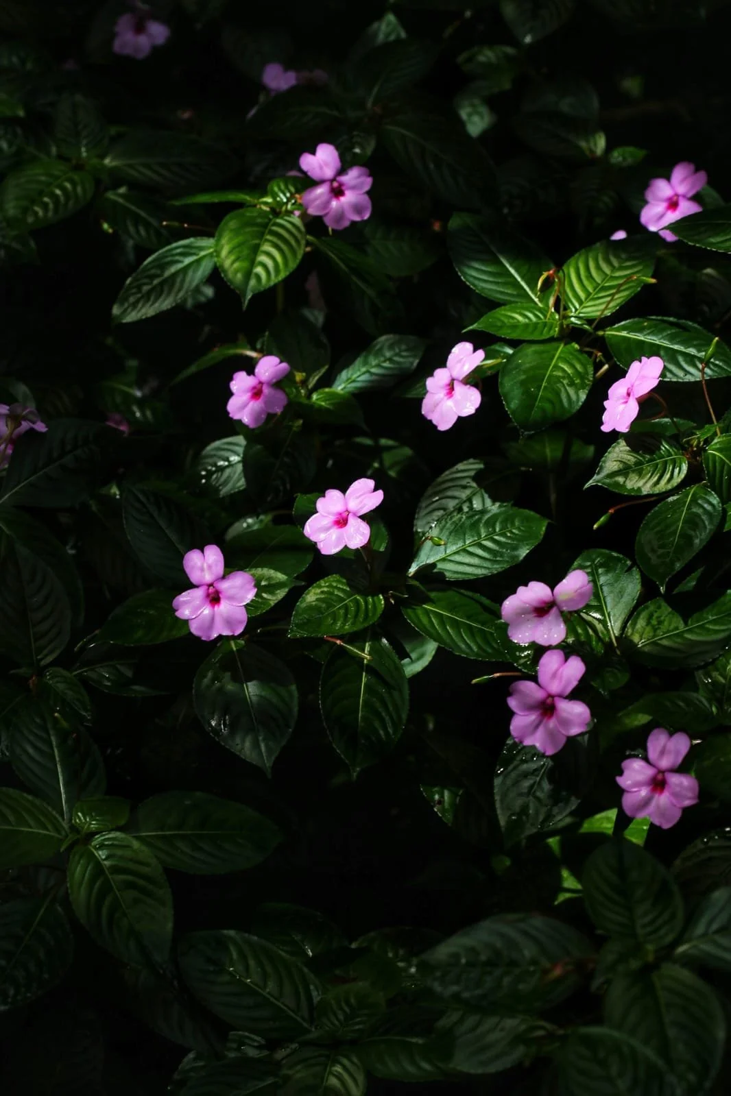 Blood in the Moonlight: The Secret Lives of Vampire Bats in Panama