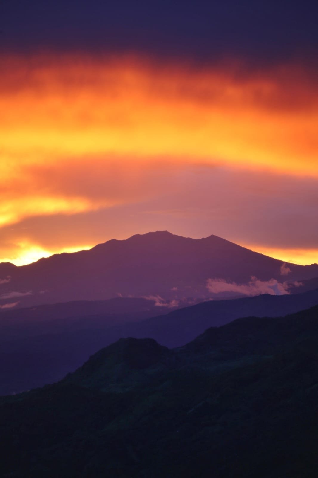 Silent Hunters of the Jungle: The Anteaters of Panama