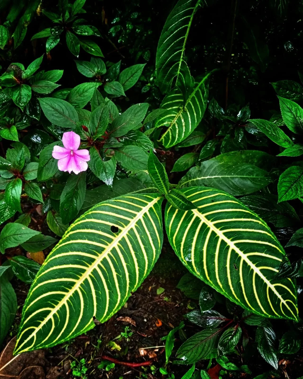 Dominoes, Dice, and Loud Laughter: The Games That Bring Panama Homes to Life