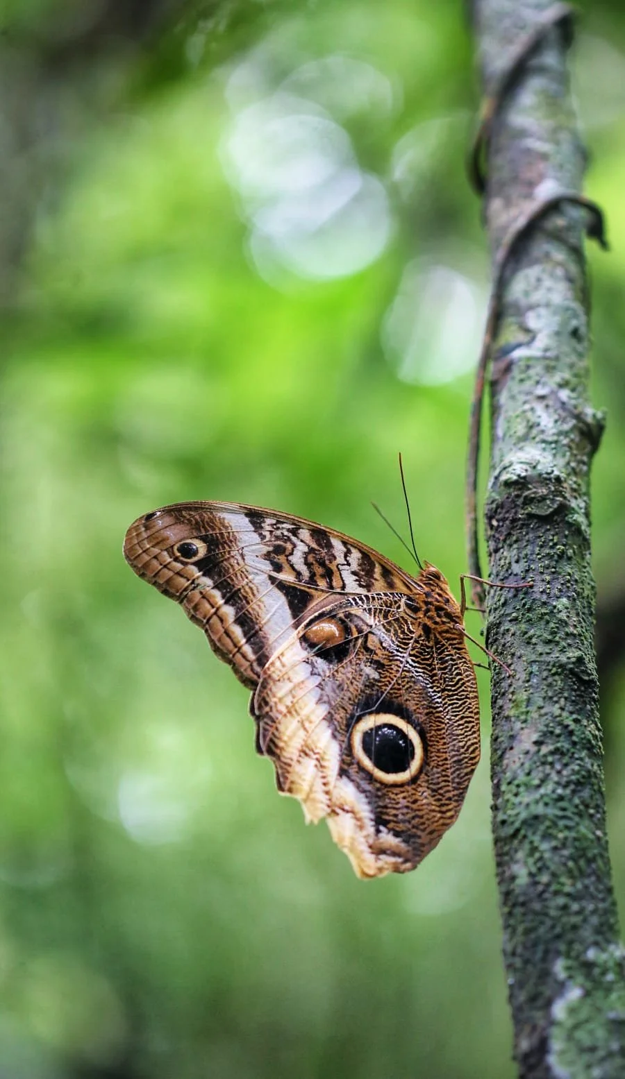 The Silky Anteater, One of the Rainforest’s Most Mysterious Mammals
