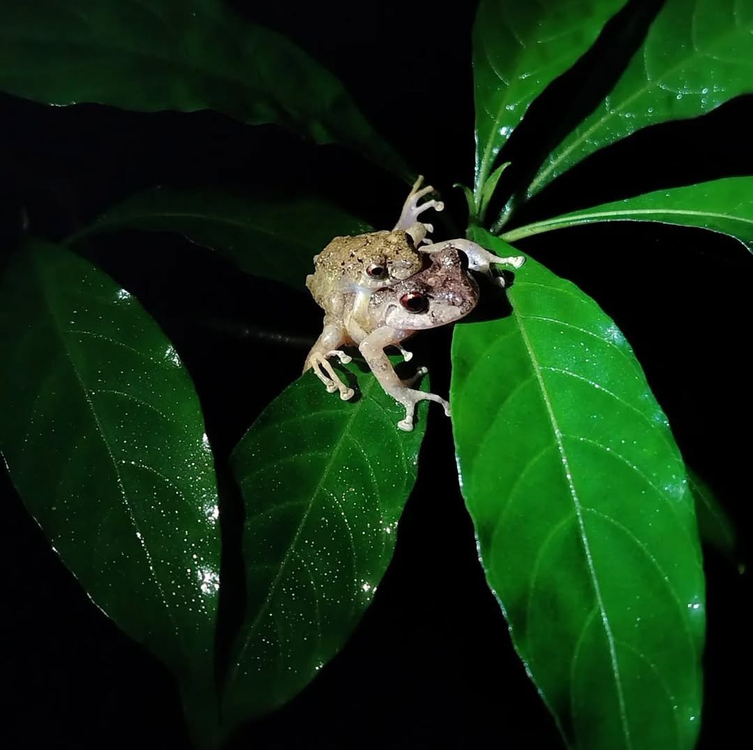 Parque Natural Metropolitano, The Ultimate Guide to Panama City’s Wild Heart