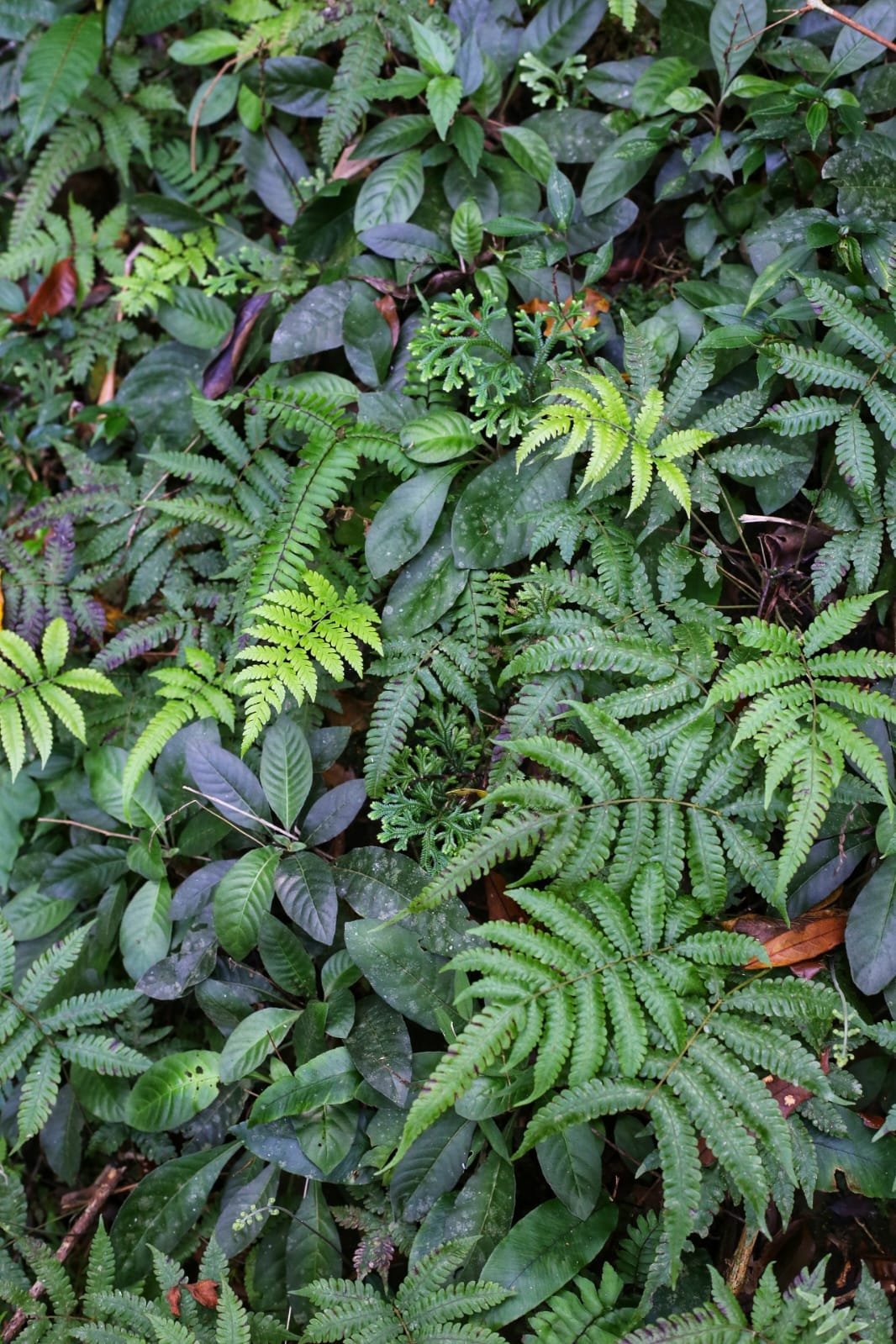 Panama Unfiltered, What You’ll Actually See in the Wild Over Two Weeks