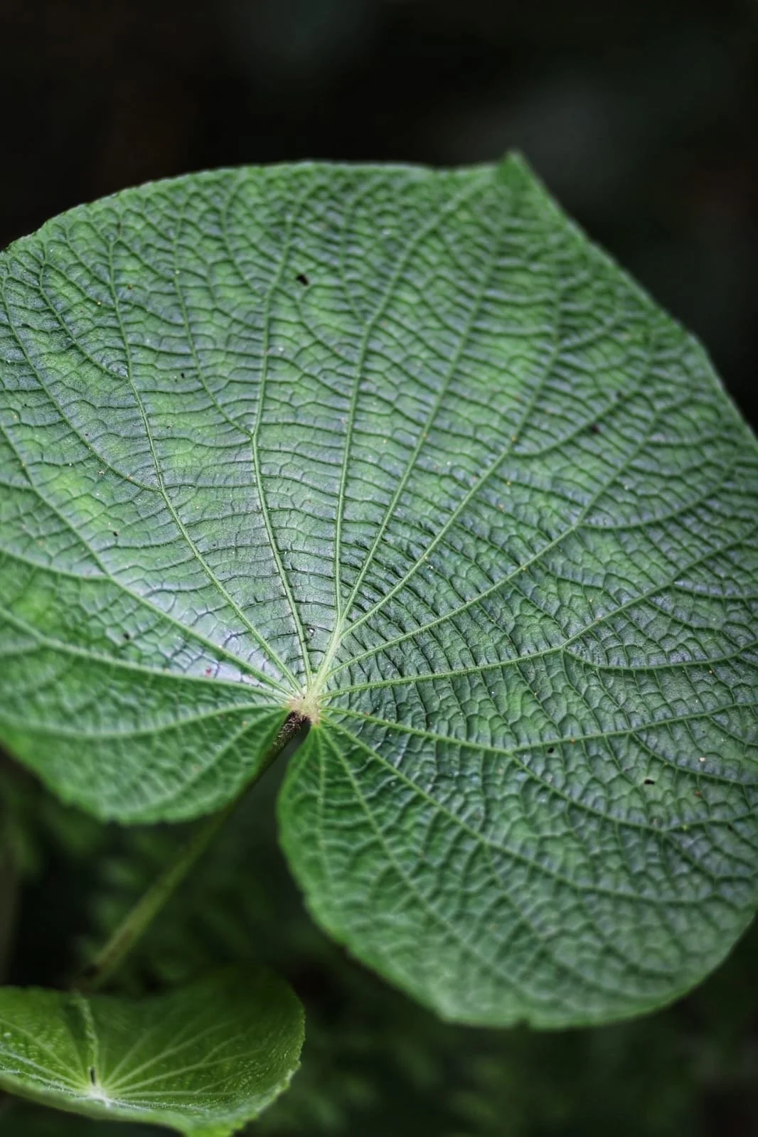 The Bridge of the Americas, Steel, Strategy, and the Story of a Continent