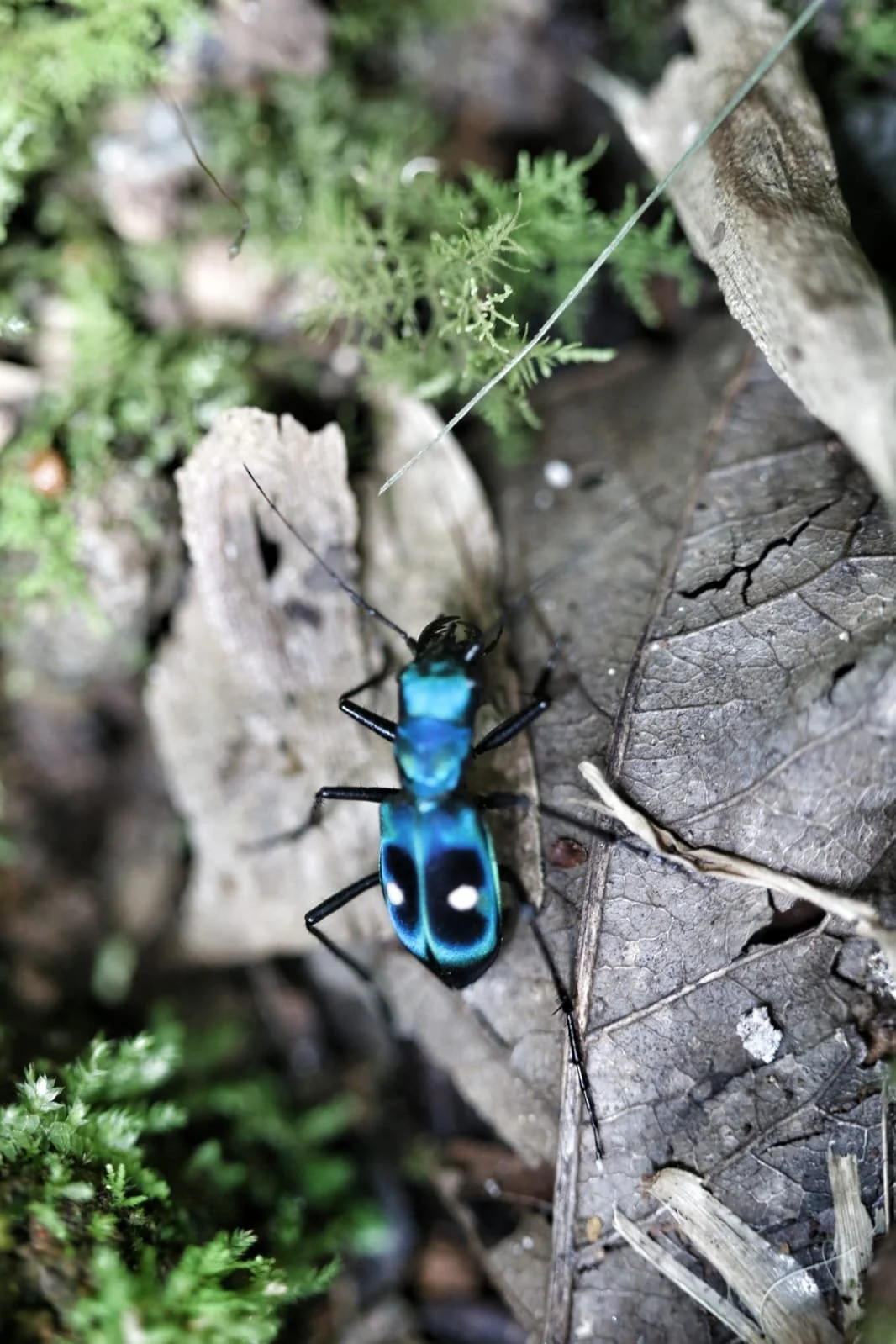 The Sound of Panama, Instruments That Tell a Nation’s Story