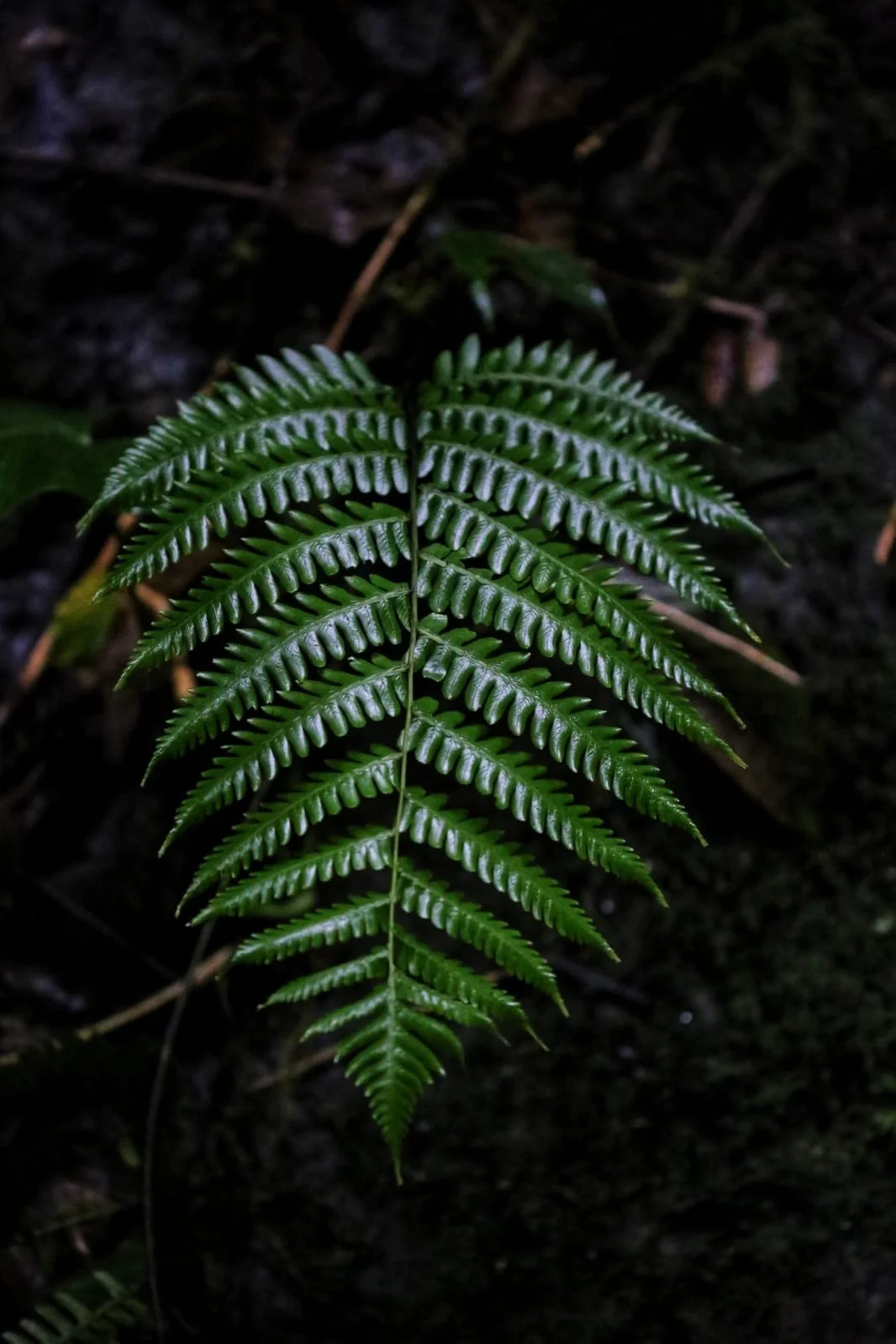 🌿 The Canopy Around Lost and Found Hostel, A World Floating in the Clouds