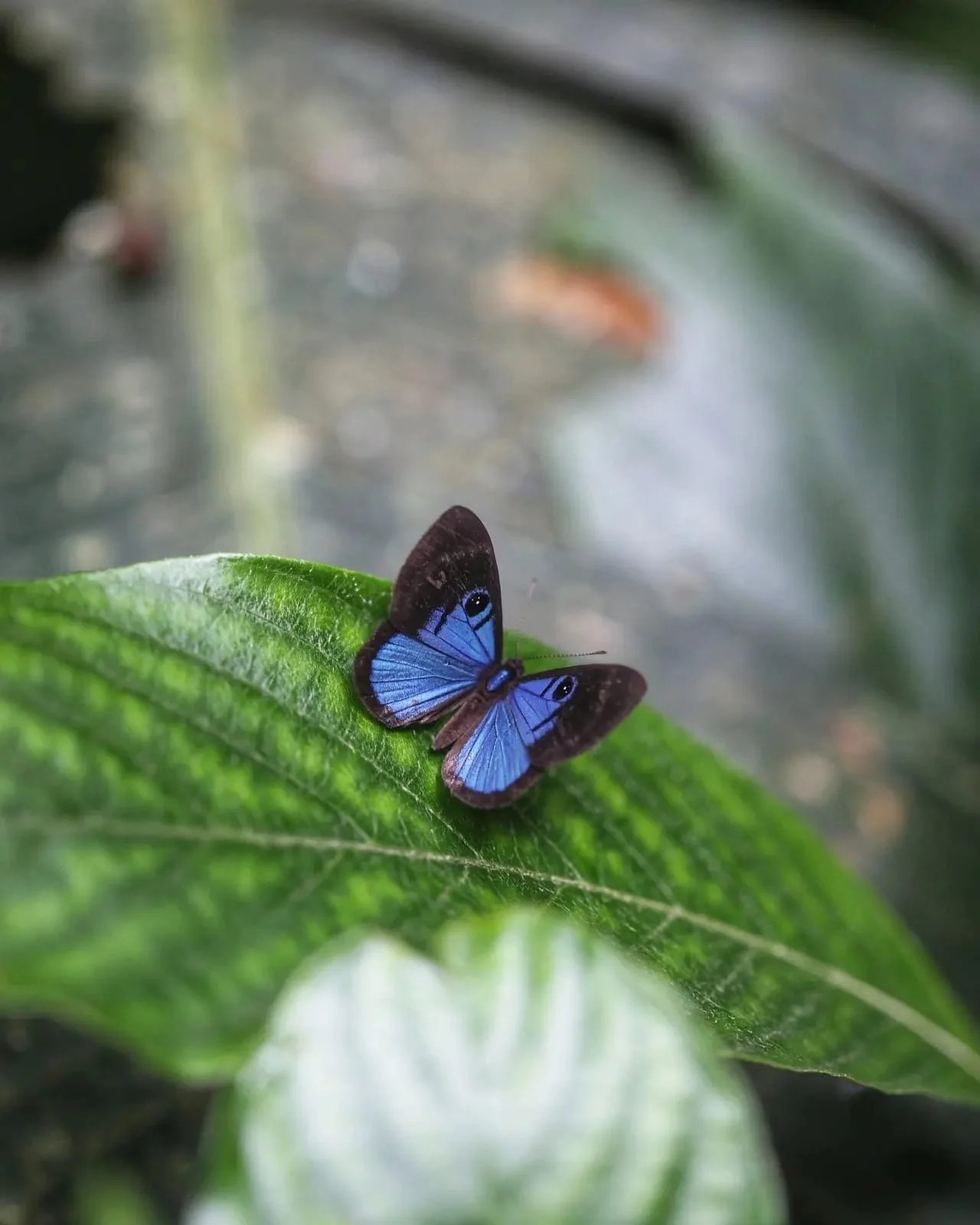 🦀 The Secret Night Walkers of the Jungle, Land Crabs of Panama and the Forest Around Lost and Found