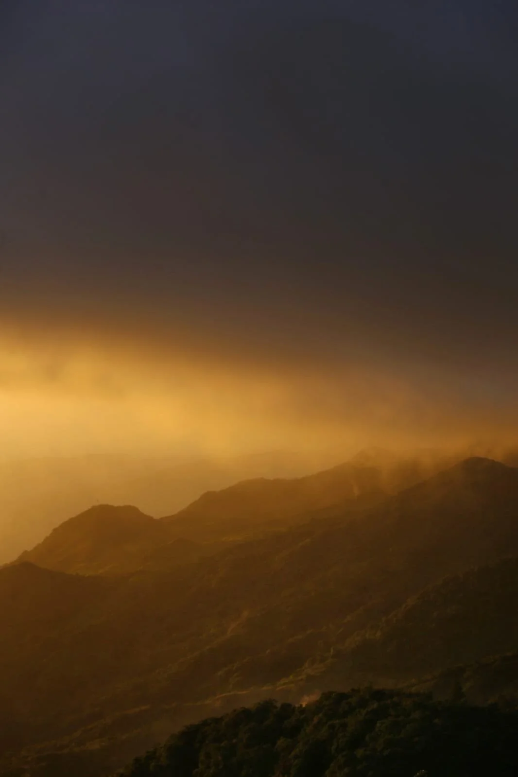 Night Wanderers of the Tropics, The Opossums of Panama