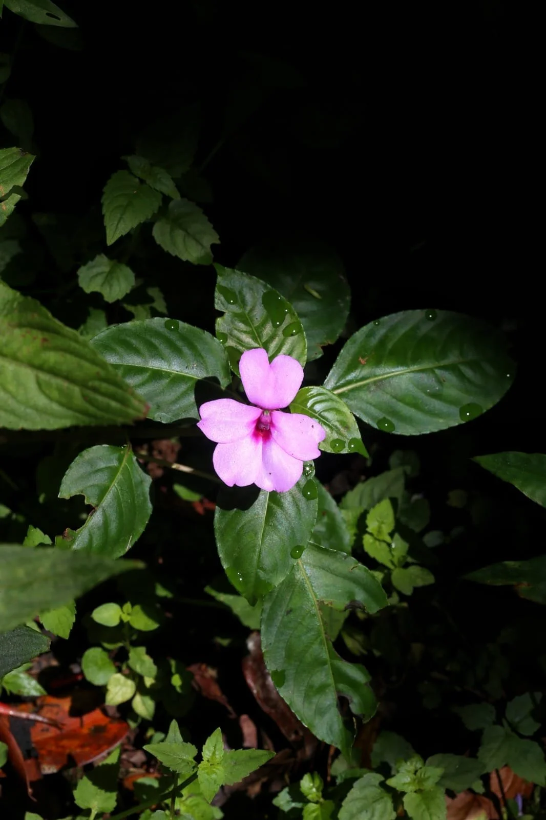 Hidden Hoppers of the Tropics: The Toads of Panama