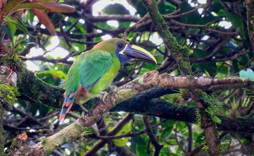 Jungle Neon in the Canopy: Emerald Toucanets in Panama and How to Spot Them Around Lost and Found Hostel
