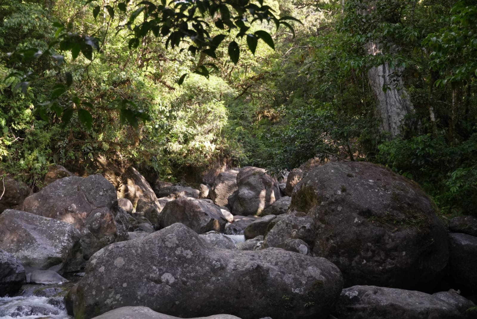 The Endless World of Panamanian Ceviche: A Country Obsessed With Lime, Seafood, and the Sea