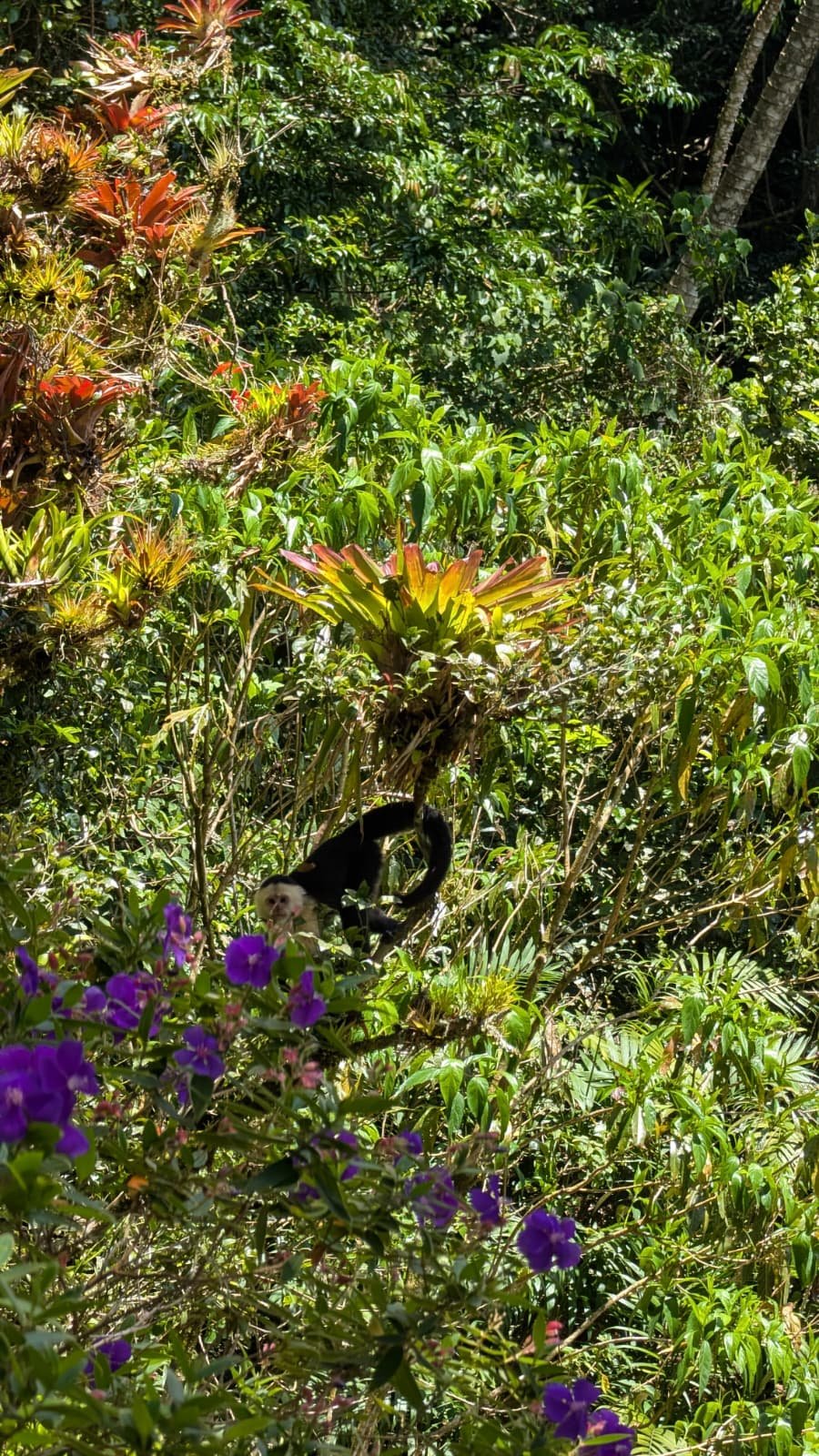 The Violet Sabrewing Hummingbirds of Panama