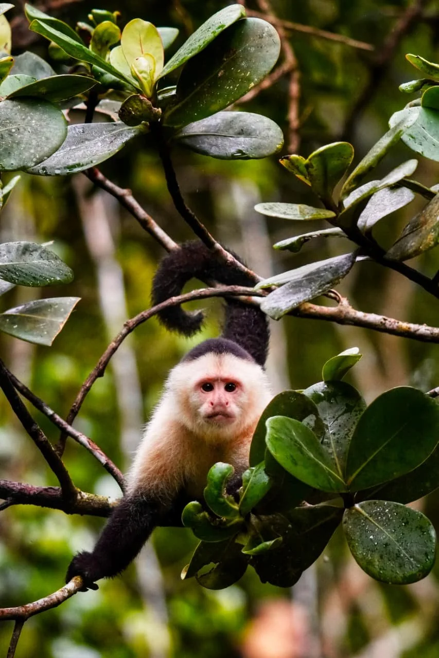 Camping and Hiking Gear in Panama, Where to Buy It and What Travelers Actually Use